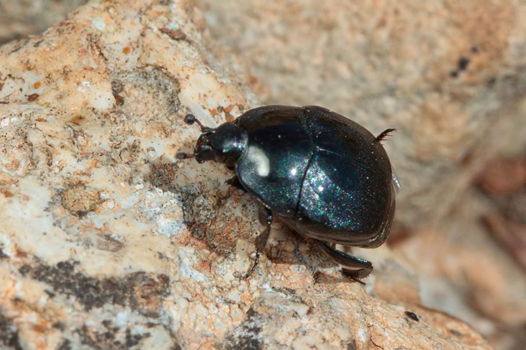 Da identificare: Histeridae, Saprinus cfr. aeneus